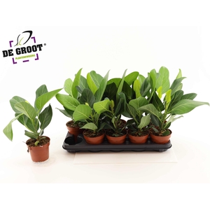 FICUS BENG AUDREY