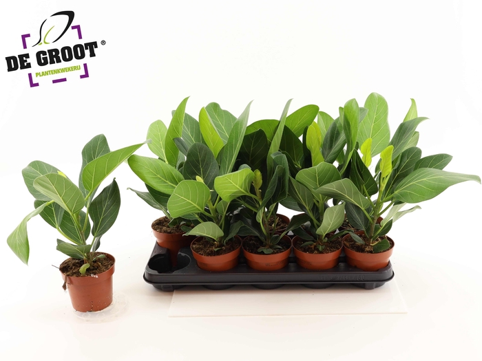 <h4>FICUS BENG AUDREY</h4>