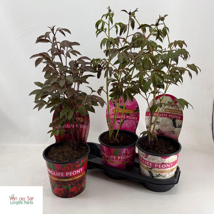 <h4>PAEONIA GEM</h4>