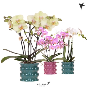 Kolibri Orchids Phalaenopsis mix 3 spike in Cotton pot green mix