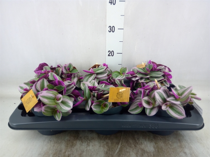 <h4>Tradescantia albif. 'Nanouk'</h4>