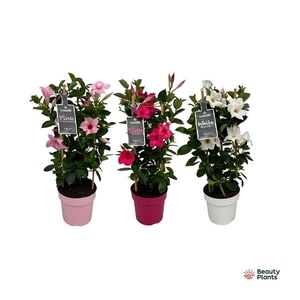 Mandevilla Sundaville Gemengd