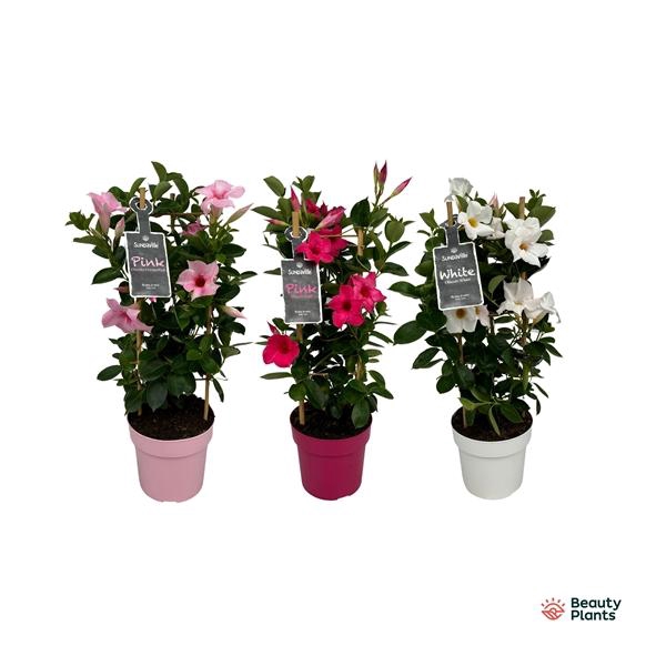 Mandevilla Sundaville Gemengd