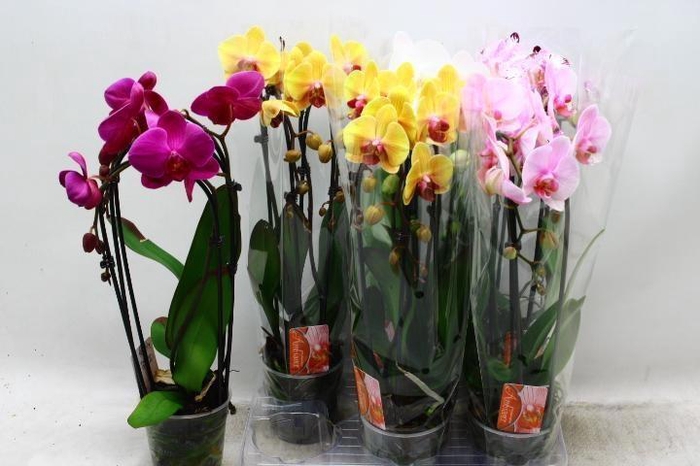 <h4>PHAL EL CASCADE</h4>