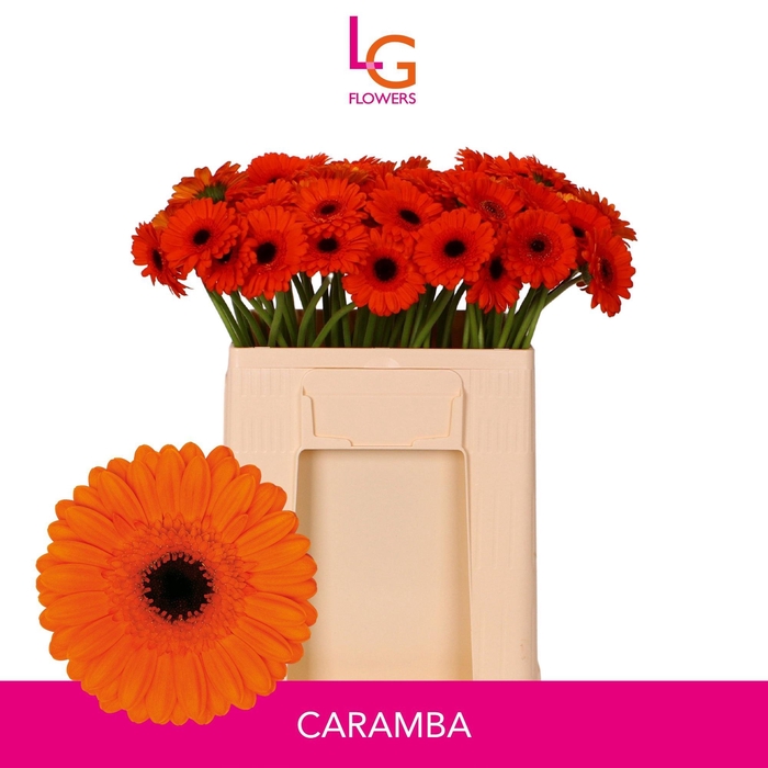 <h4>GE MI CARAMBA</h4>