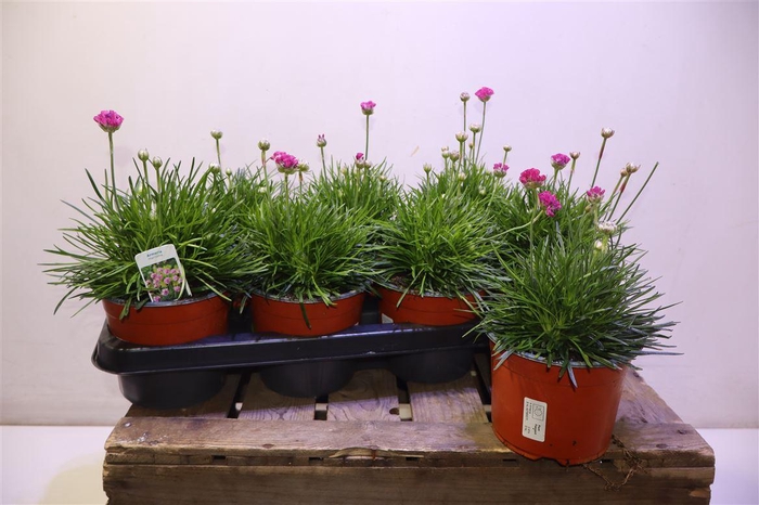 <h4>Arme Mar Splendens</h4>