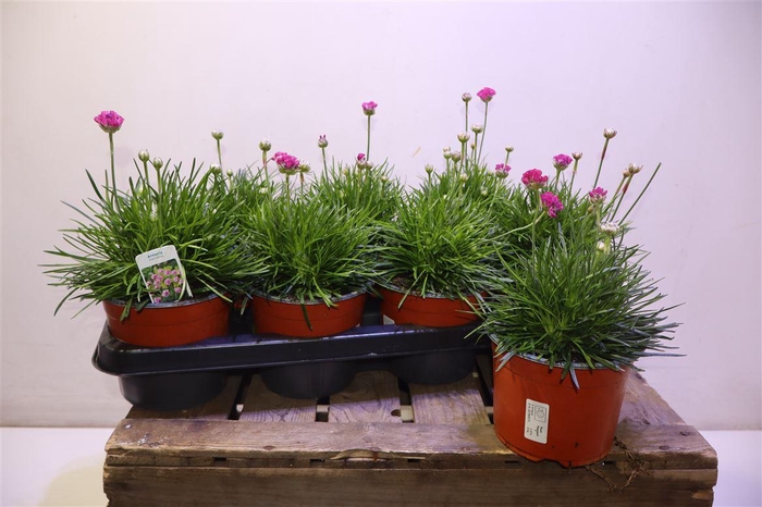 <h4>Arme Mar Splendens</h4>