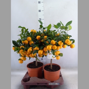 Citrofortunella microcarpa
