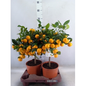 Citrofortunella microcarpa