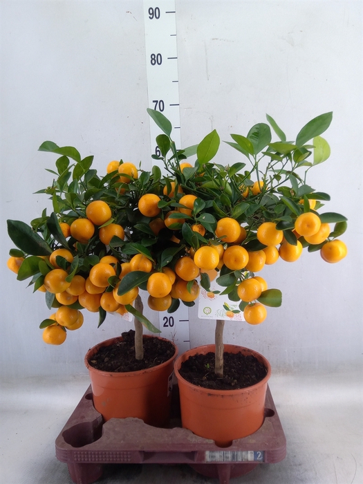 <h4>Citrofortunella microcarpa</h4>
