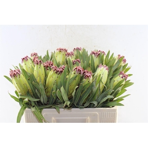 Protea N Limelight