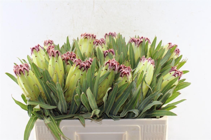<h4>Protea N Limelight</h4>