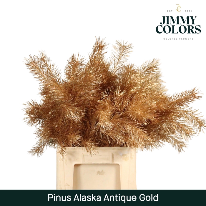 <h4>Pinus Alaska 60 Antique Gold</h4>