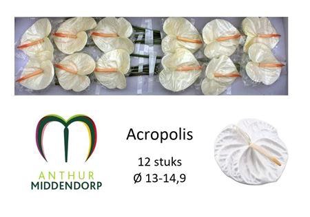 <h4>Anth A Acropolis</h4>