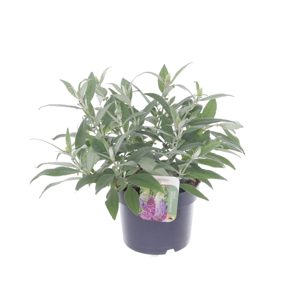 <h4>Buddleja Butterfly Candy Little White</h4>