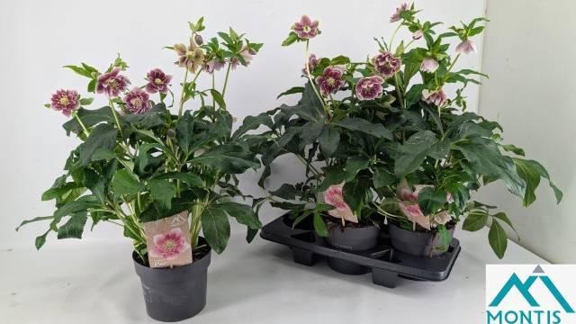 <h4>Hell Orientalis P19</h4>