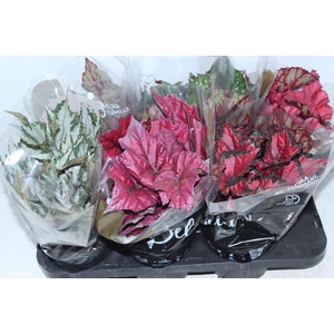 BEGONIA BELEAF P15 PO