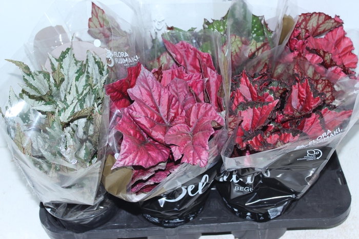 <h4>BEGONIA BELEAF P15 PO</h4>