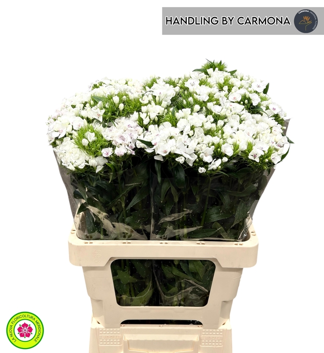 <h4>DI BARB DUKE BRE</h4>