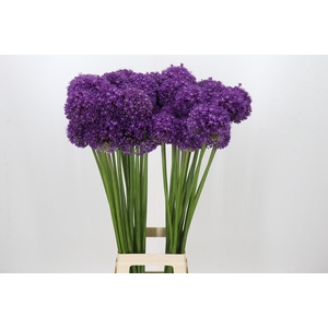Allium Dark Knight