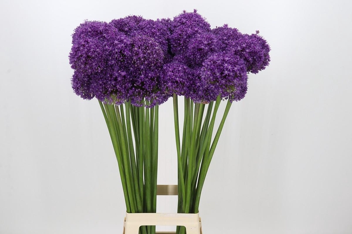 <h4>Allium Dark Knight</h4>