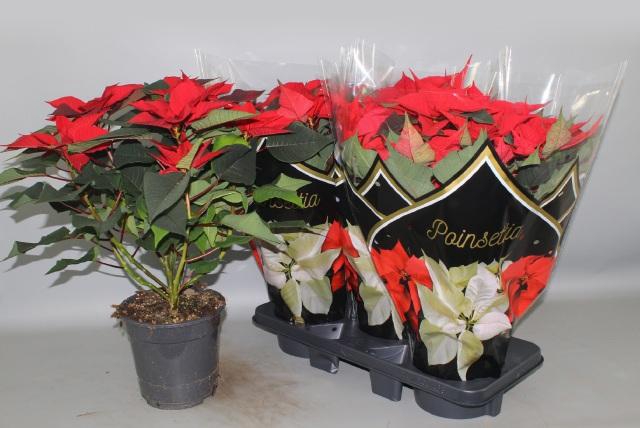 <h4>EUPHOR P CHR F RED</h4>