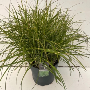 Graminées Miscanthus 'Little Zebra'