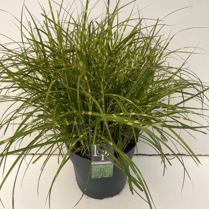 <h4>Graminées Miscanthus 'Little Zebra'</h4>
