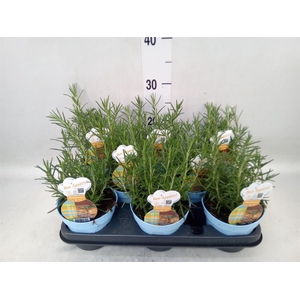 Rosmarinus offi.   ...