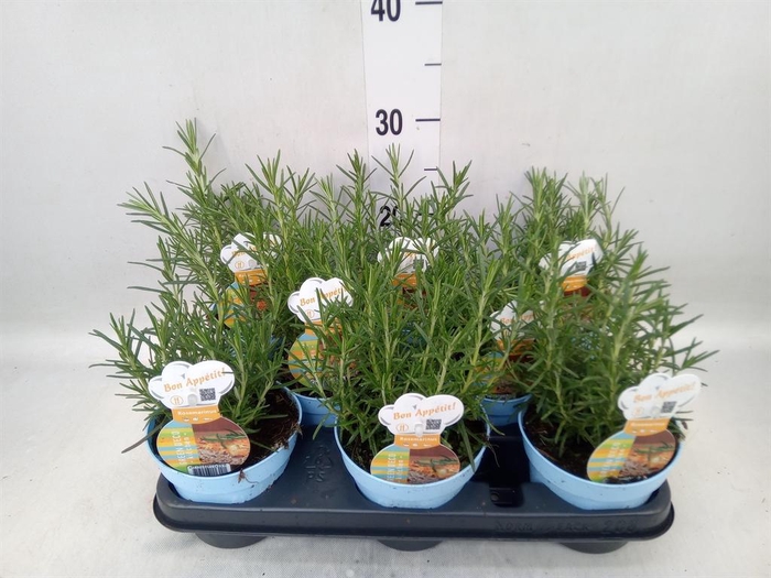 <h4>Rosmarinus offi.   ...</h4>