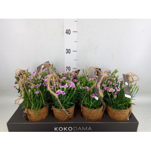 Dianthus  'Pink Kisses'