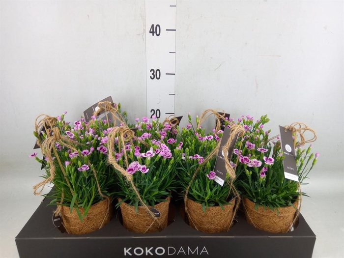 <h4>Dianthus  'Pink Kisses'</h4>