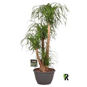 Beaucarnea recurvata