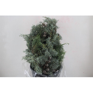 Cypresse Blue 400gr P Bunch