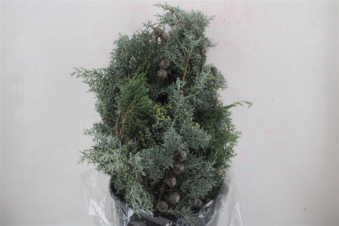 <h4>Cypresse Blue 400gr P Bunch</h4>