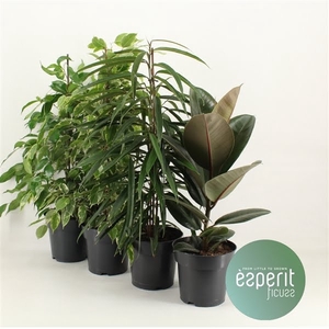 Ficus Ficuss Mix 3-4 srt.