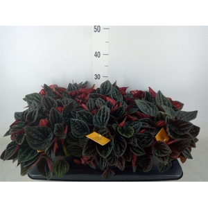 Peperomia caperata   ...