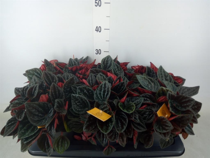 <h4>Peperomia caperata   ...</h4>