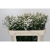Aster White Gypsy