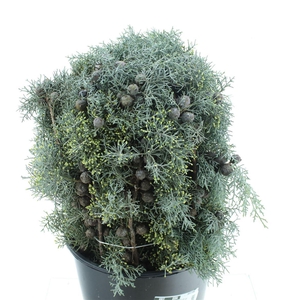 CONIFEER CYPRESSE FRUIT P BS*#