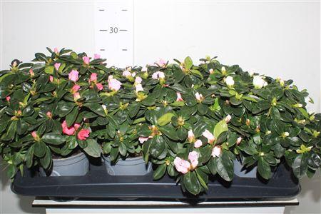 <h4>Rhodo Si Vogel Gem</h4>