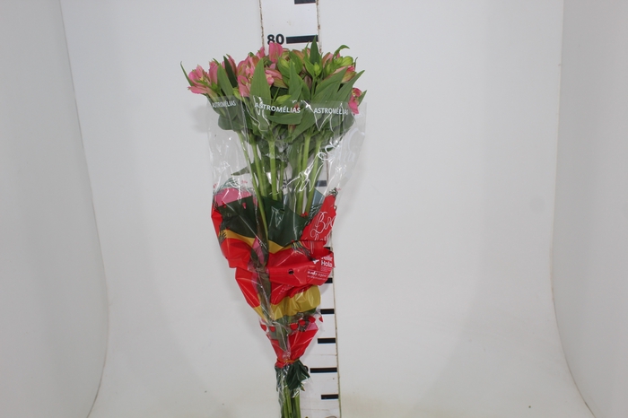 <h4>ALSTROEMERIA MODENA 080 CM</h4>