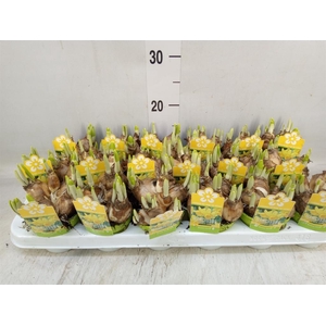 Narcissus  'Tete a tete'