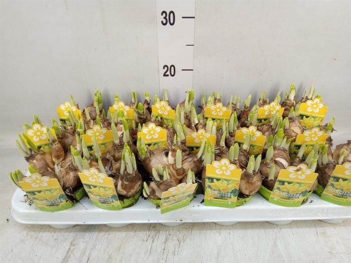 <h4>Narcissus  'Tete a tete'</h4>