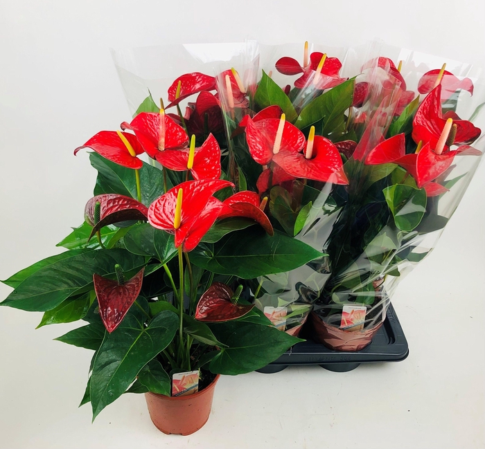 <h4>ANTHU AN RED BULL</h4>