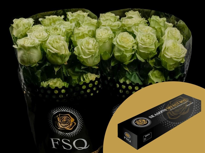 <h4>R GR Lemon Pie Box</h4>