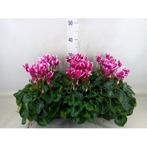 Cyclamen MD 'Snowridge Midi'