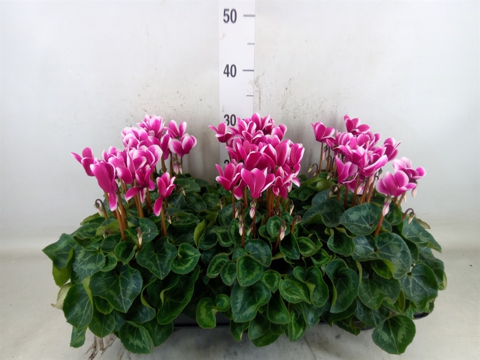 <h4>Cyclamen MD 'Snowridge Midi'</h4>