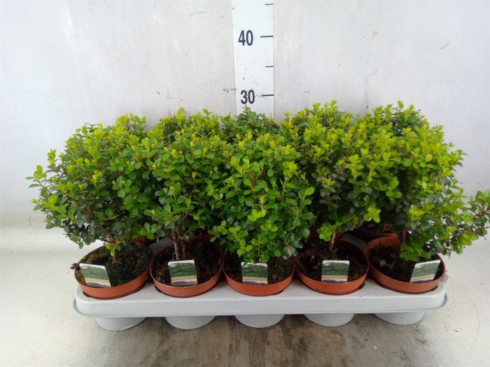 <h4>Myrsine africana</h4>