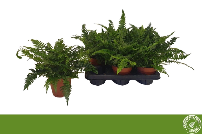 <h4>Polystichum Tsussime</h4>